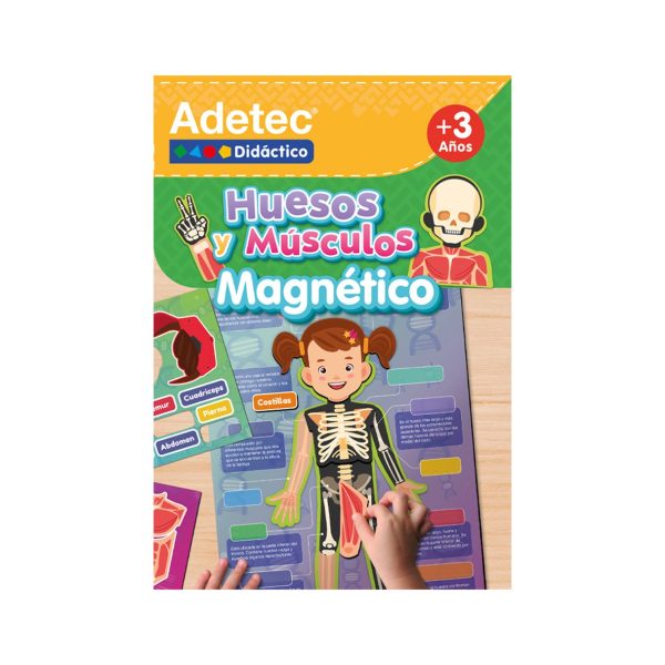 Láminas Interactivas Adetec Huesos y Músculos Magnéticos